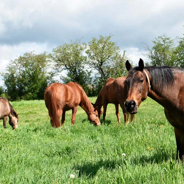 Pension pour chevaux à Vichy, Allier